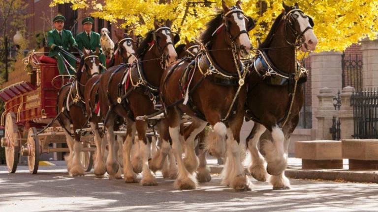 World-renowned Budweiser Clydesdales to appear in Warwick on Sept. 28 World-renowned Budweiser Clydesdales to appear in Warwick on Sept. 28