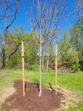 Wickes Arborists donated a sugar maple to be planted in honor of Jack Deshler at Carpenter Community Park.