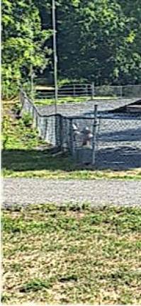 Before the Woodbury Dog Park fence was repaired, this was its condition.