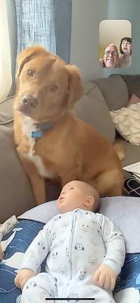 Through the use of social media, Tom and Cindy Becker stay in frequent touch with their family, including with their grandson, Leo, who is pictured here under the watchful eye of his family's dog, Franklin.