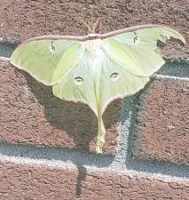 Nini Kaur shared this photo of a Luna moth taken at Bailey Farm Road in Monroe. These insects have moon-like spots and a lime green body and can be quite large. According to the web site Animals.Net, some Luna moths can have a wingspan of seven inches or more. Instead of having perfectly rounded wings, Luna moths have long protrusions that extend from each rear wing. In addition to their aesthetic appeal, these wing tails actually serve a purpose. Scientists believe the wing tails disrupt the echolocation of bats, one of the more skilled predators of Luna moths.