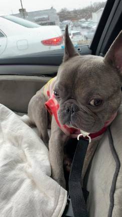 Sanctuary sues local SPCA for return of 45 seized animals Camo, the French bulldog seized for alleged neglect, had his own car seat.