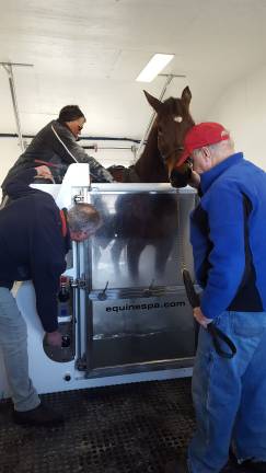 New spa at Historic Track soothes and pampers hard-working horses "I've Got My Red Dress On" during her spa treatment (Photo by Vicki Botta)