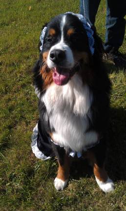 Pampered pets Submitted by Sharon Shapieo of West Milford, N.J. "My Bernese Mountain Dog, Karma, dressed up as a french maid."