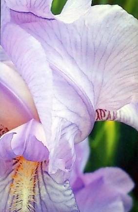 Iris by Louise MacLeish.