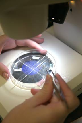 SUNY Orange has been studying mosquitos for decades SUNY Orange has been studying mosquitos for decades