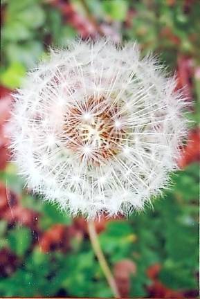 Taraxacum erythrospermum by Louise MacLeish.