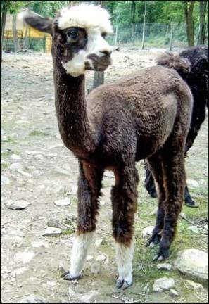 Rock Ledge Alpaca Farm to be part of Martha Stewart Show Rock Ledge Alpaca Farm to be part of Martha Stewart Show