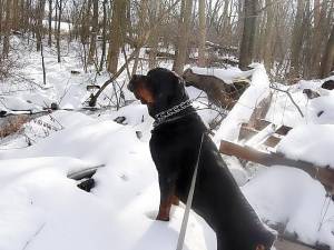 Grace the Rottweiler is checking on what’s going on in the woods on the other side of the Otterkill, a brook that runs alongside her property. Grace is a great watchdog and keeps an eye on everything that happens in her neighborhood. Photo by Geri Corey.