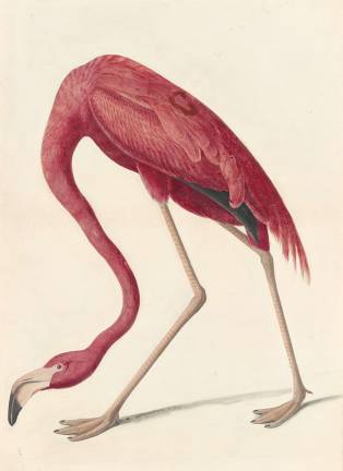 N-YHS and The Arsenal Gallery Have Gone Bird Crazy John James Audubon, American Flamingo (Phoenicopterus ruber), 1838. New-York Historical Society