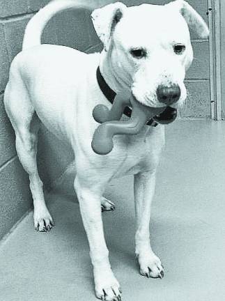 Without funds, animal shelter will soon close Xavier lives at the Goshen Humane Society's shelter, 44 Police Drive, where he awaits a permanent home. He's completely housebroken and loves people and active play. Like what you see? Drop by or give the shelter a call at 294-3984. (Photo provided)
