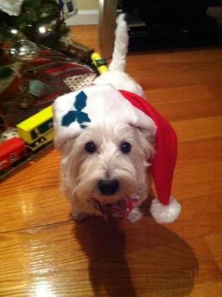 Pampered pets Submitted by Therese Long of Warwick, N.Y. "Frostie comes to town to wish everyone happy holidays."