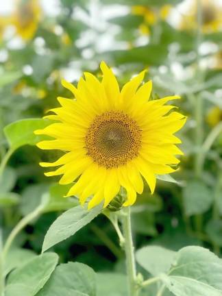 Florida: Sunflower patch work