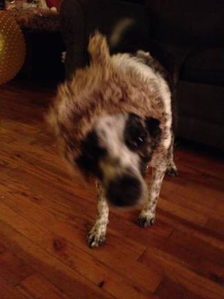 Pampered pets Submitted by Stephen Buckley of Chester, N.Y. "The Hobbit Dog. Moby wearing his favorite squeaky toy."