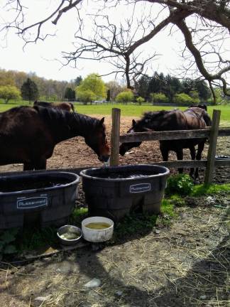 Horses at the Ryman farm in happier times