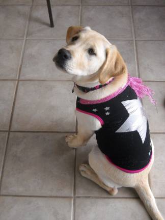 Pampered pets Submitted by Cheryl Hussey of Milford, Pa. "Marley putting on her party dress."