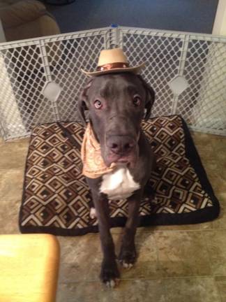 Pampered pets Submitted by Allison Gomer of Milford, Pa. "Outlaw is my 11 month old Great Dane. He loves to go on hikes and take long naps on the couch."