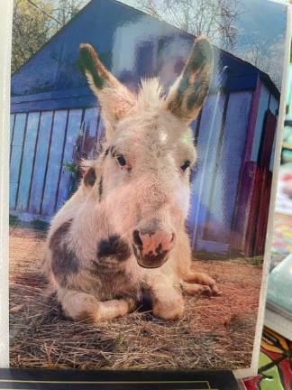 Where are the Noah’s Park animals? <b>Freckles the miniature donkey was among the animals seized from Noah’s Park in September. He was boarded at Pets Alive in Middletown, N.Y., until he was adopted in July. (Photo provided)</b>