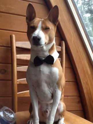 Pampered pets Submitted by Megan Pisani of Sussex, N.J. "007. The name is Torque, Mr. Torque."