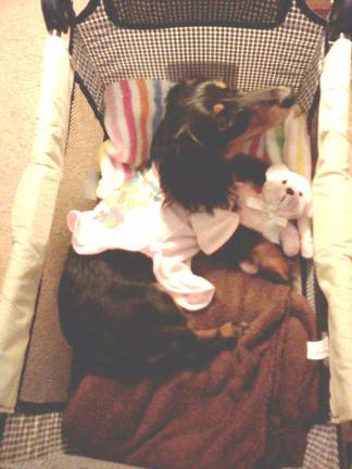Pampered pets Submitted by Kaylei McMickle of Montague, N.J. "Dexter with his teddy bear, getting ready for bed."