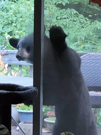 Locals bear with it Peeking inside a Hewitt, N.J. home.