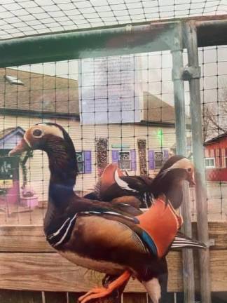 Where are the Noah’s Park animals? <b>Two mandarin ducks, hatched by Vives from an incubator, shortly before they were seized. They appear in a photo album made by a former employee of Noah’s Park. (Photo provided)</b>