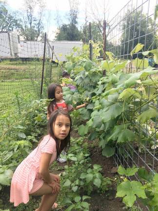 Volunteers added a special treat on Thursdays as children from each family were scheduled to participate in a morning of fun at the Pine Island School. Mary Berrigan has been working with the students for several years, and has created a garden oasis at the Pine Island School. There are now 16 perennial plants with a milkweed garden to attract butterflies. Donations from the Warwick Garden Club helped to cover the cost of supplies. Provided photos.