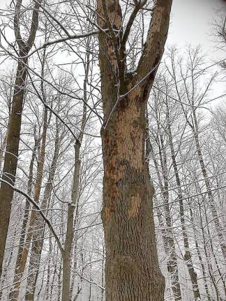 Photo of ash tree damage submitted by Pete McGrath of Vernon, N.J.