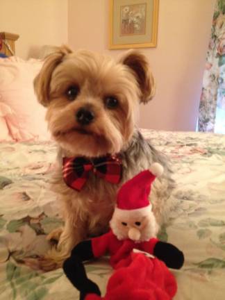 Pampered pets Submitted by Ann L. Lake of West Milford, N.J. "Max is ready to play with his Santa toy."