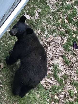 Locals bear with it David Sakla caught this bear walking around his home in Monroe, N.Y.