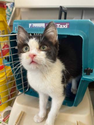 One of many kittens rescued from an animal hording situation in Harriman. Photo provided.