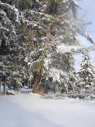 But not all was paradise. Large pines lost many branches from the weight of the icy rain that fell before the snow came, which added even more weight on the branches.