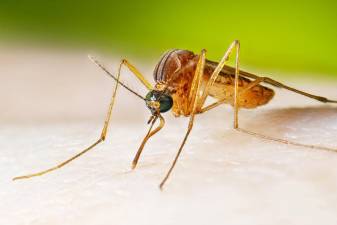 West Nile mosquito. Photo source: Centers for Disease Control (CDC).