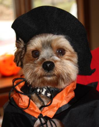Pampered pets Submitted by Jayne Blum of Sparta, N.J. Buddy is dressed for Halloween.