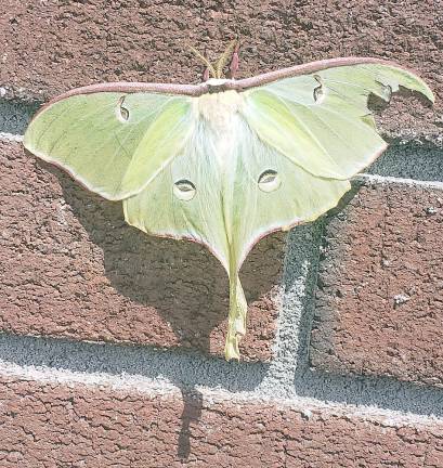 Nature. The beauty of a Luna moth Nature. The beauty of a Luna moth
