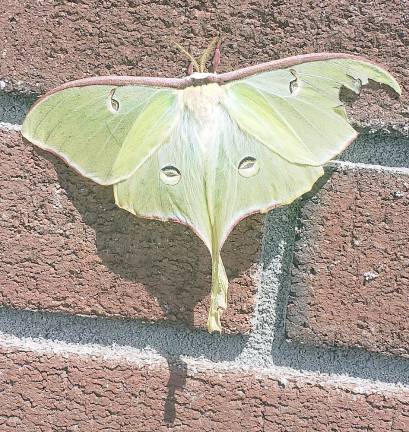 Nini Kaur shared this photo of a Luna moth taken at Bailey Farm Road in Monroe. These insects have moon-like spots and a lime green body and can be quite large. According to the web site Animals.Net, some Luna moths can have a wingspan of seven inches or more. Instead of having perfectly rounded wings, Luna moths have long protrusions that extend from each rear wing. In addition to their aesthetic appeal, these wing tails actually serve a purpose. Scientists believe the wing tails disrupt the echolocation of bats, one of the more skilled predators of Luna moths.