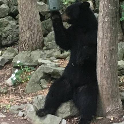 Locals bear with it “Comfortably seated at my feeder in Warwick for a mid-afternoon snack.” - Harriet Earnest