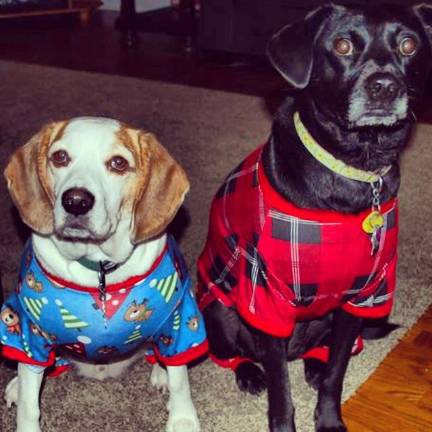 Pampered pets Submitted by Heather Carroll of Hamburg, N.J. "Sammy and Charlie all dressed up for our ugly sweater holiday party."