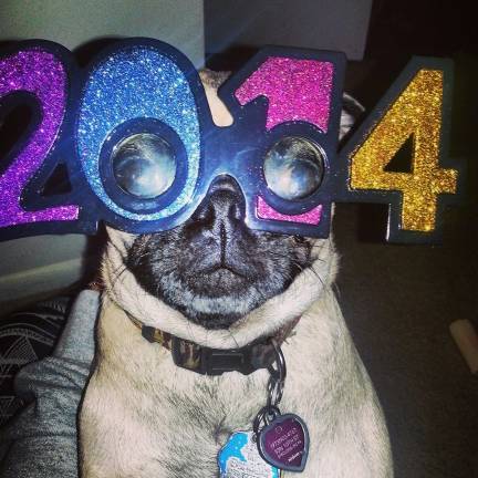 Pampered pets Submitted by Kathy Gallagher of Hardyston, N.J. "Happy 2014! My grandpug Miley celebrating the New Year with her shades on."