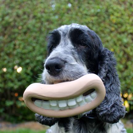 the dental health of your pet pets the dental health of your pet pets