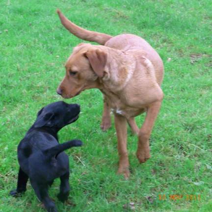Will Chester dogs have their day? Will Chester dogs have their day?