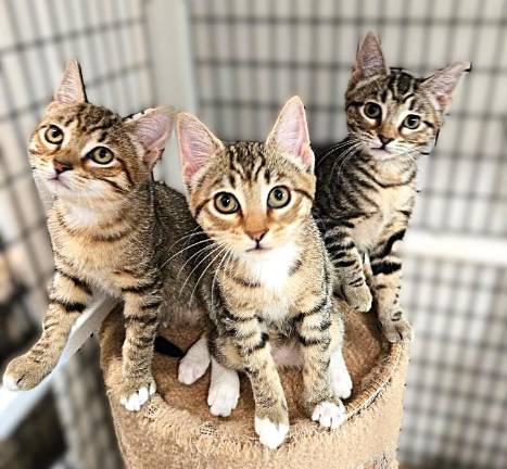Meet Bonnie, Blair & Brynn and Hope, Hazel & Hannah Hope, Hazel & Hannah