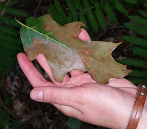 New oak wilt locations found Oak wilt (Photo: NYS Department of Environmental Conservation)