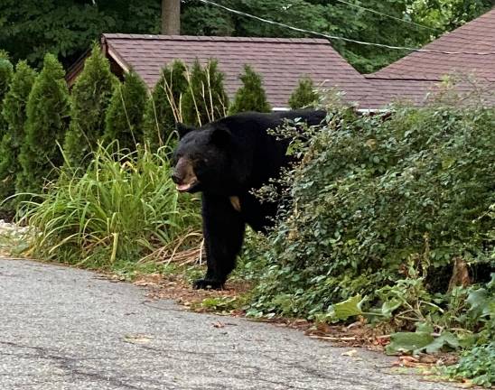 Locals bear with it “I caught this guy outside of my house in Pinecliff Lake a few weeks ago around 6 a.m. when I was leaving for work!” - Jennifer Wiggins