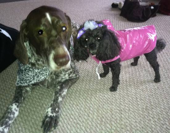 Pampered pets Submitted by Michelle Moretto of Vernon, N.J. "Jeannie is sporting her leopard bandana and Jasmine has her pretty bow and pink raincoat on."