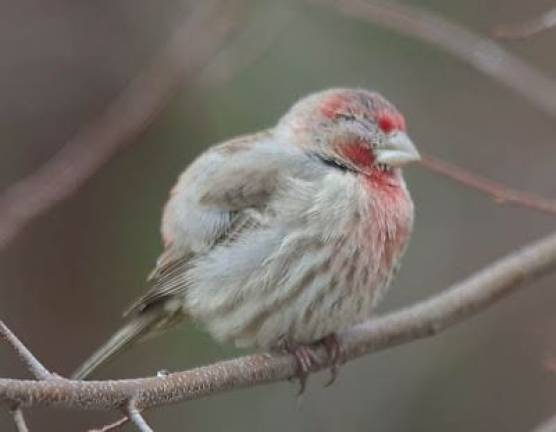 Study: Finch disease bacteria are in other species