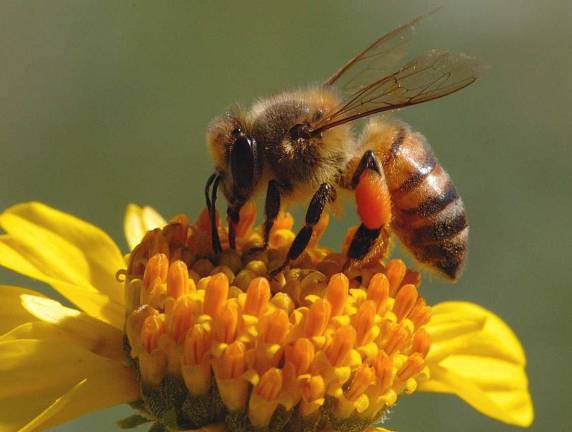 Sweet Bee’s Honey Festival & Artisan Market to come to Museum Village on June 10 Approximately one-third of all food Americans eat is directly or indirectly derived from honey bee pollination, according to the American Beekeeping Federation.