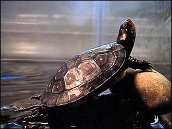State offers landowners money and advice to protect bog turtles State offers landowners money and advice to protect bog turtles