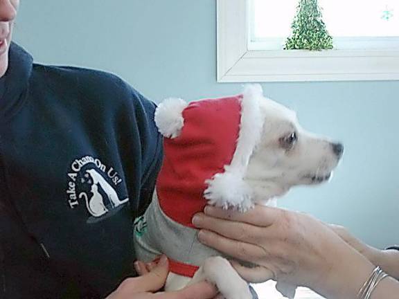 Spike, a 14-year-old chihuahua owned by Susana O’Brien of Bloomingburg, is all dressed up for the holiday. What better way to meet Santa?