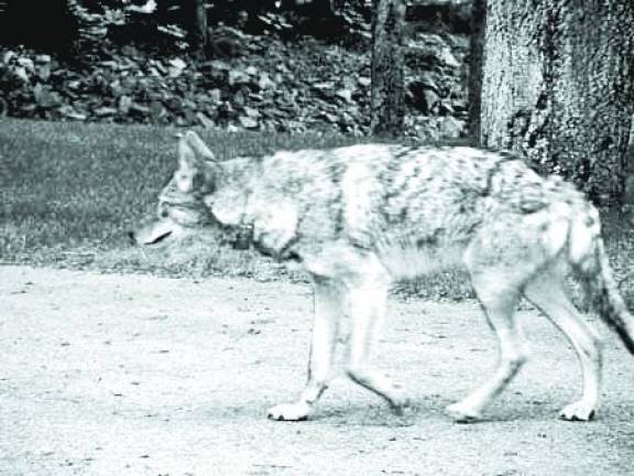 The eastern coyote, like the one pictured, has been pushed out of its usual habitat and now lives in closer proximity to humans, according to Dr. Joan Gramazio of Monroe Animal Hospital.